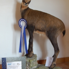 chamois entier