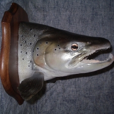 truite poisson