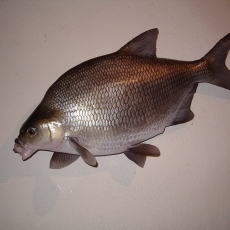 brème poisson