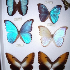 morphos artropode