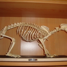 Squelette de blaireau