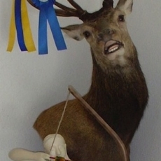 cerf en cape