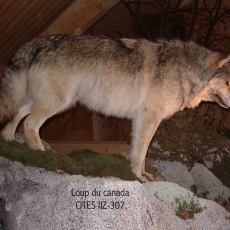 loup canadien