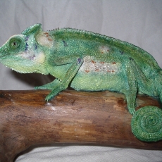 cameleon reptile