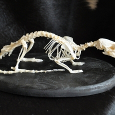 Squelette de rat surmulot