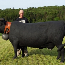 vache combattante suisse "val d'erens" polyester