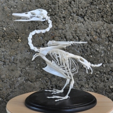 squelette de canard col vertDSC_0007 (1)
